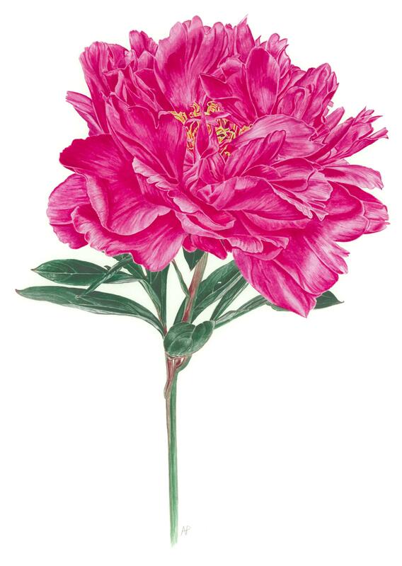 Peony. Paeonia lactiflora ‘Red Sarah Bernhardt’ 31x41cm Watercolour. NFS. Limited edition Giclee prints prints available from £45