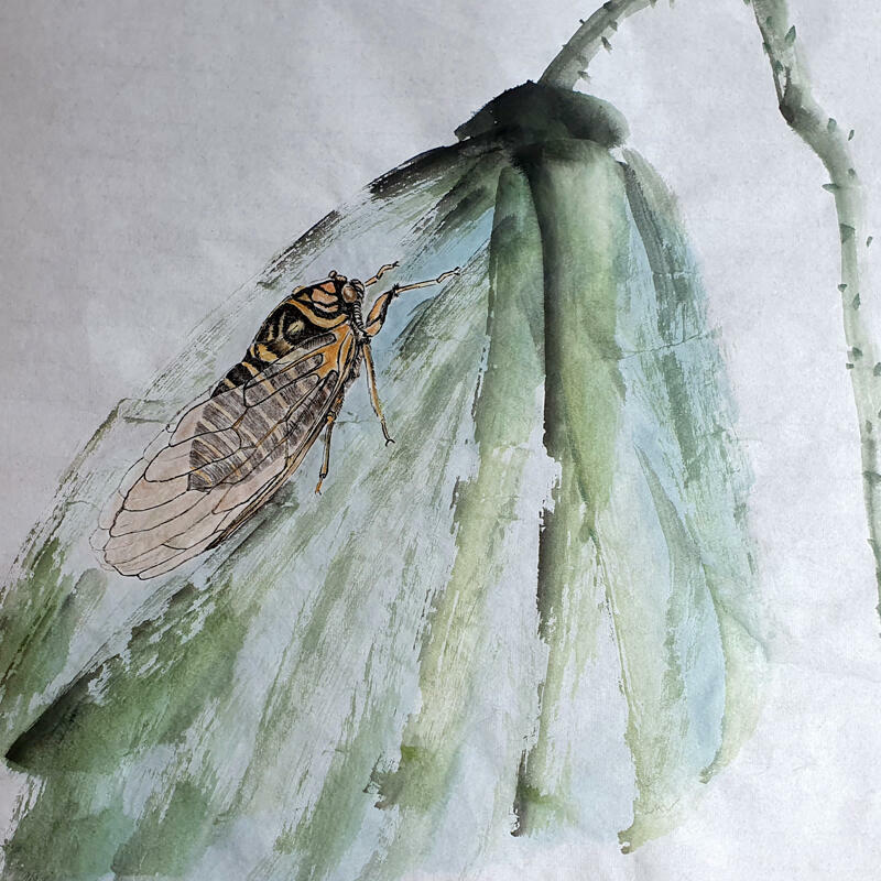Cicada on Lotus