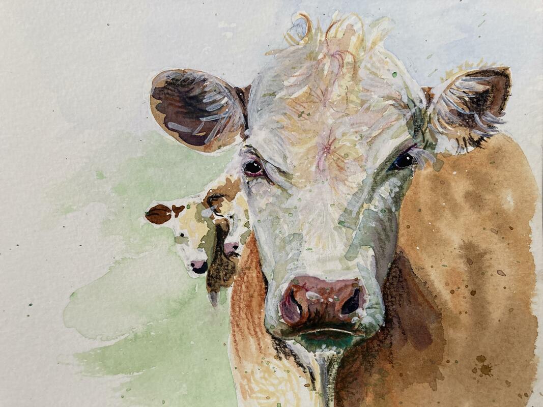 Small Watercolour of two cows