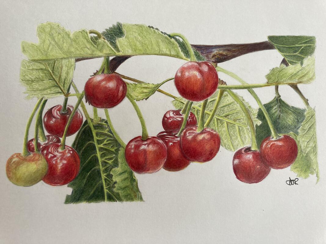 Harwell cherries (2)