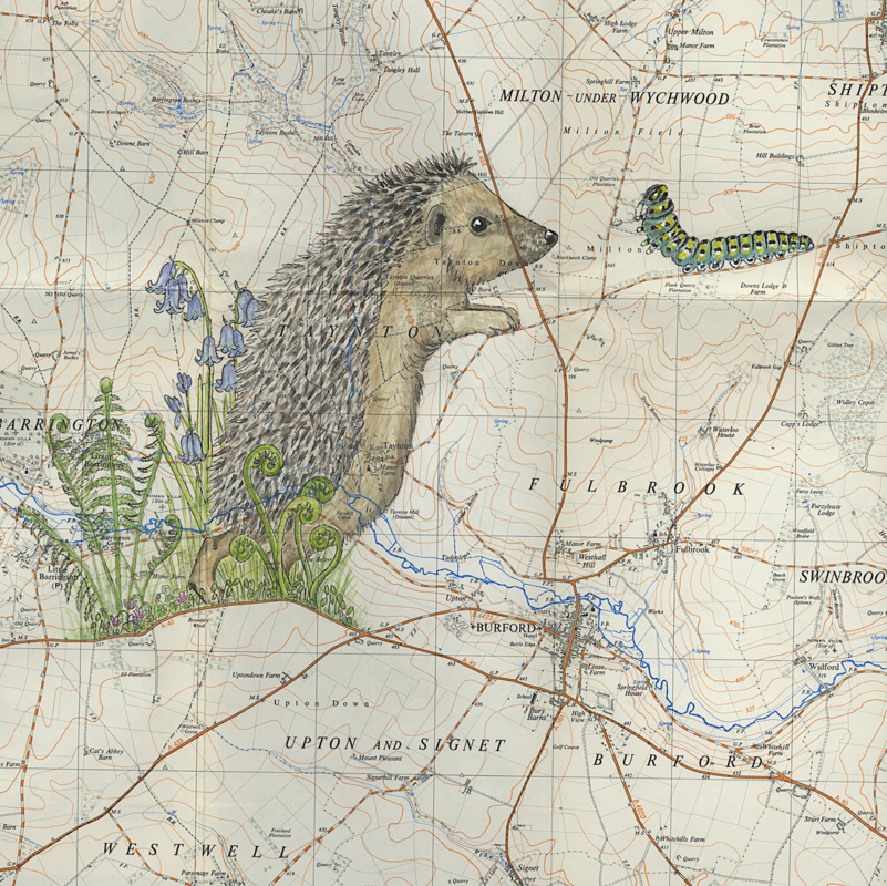 Good Morning! detail of this pen and watercolour of a hedgehog and caterpillar painted on a vintage map of The wychwoods area, Oxfordshire