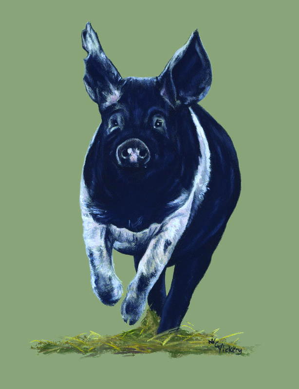 A happy saddleback pig print, available in two sizes, from £50