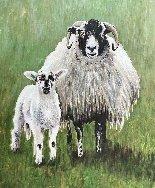 Swaledale Sheep. U/F Acrylic on canvas 50 x 60