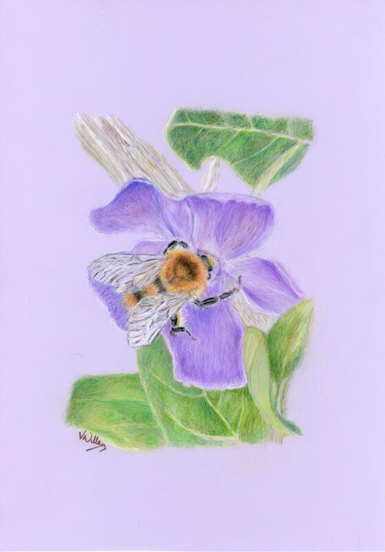 'The Pollinator' Coloured Pencil