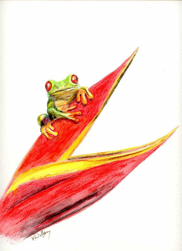 'Tree frog' Coloured Pencil