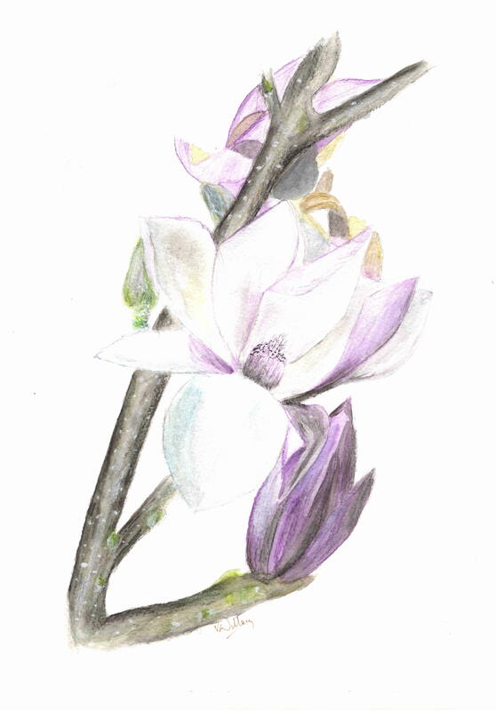 'Magnolia' Coloured Pencil