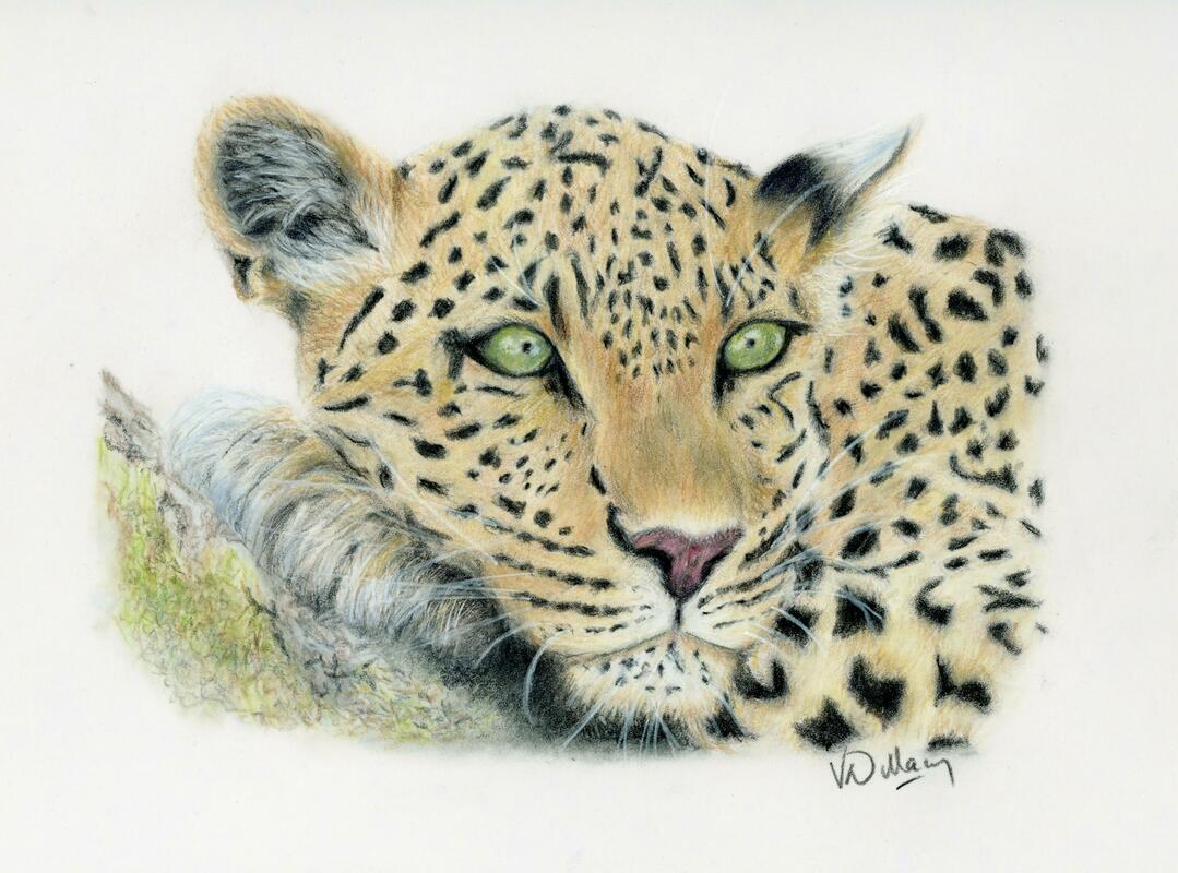 'Watching You' Coloured Pencil