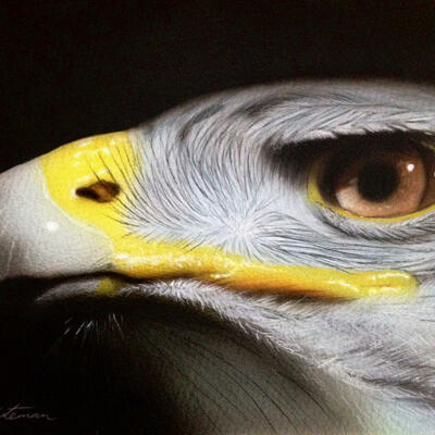 Eagle Painting by Greg Whiteman Art 