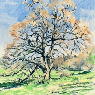 oak tree- Wytham woods