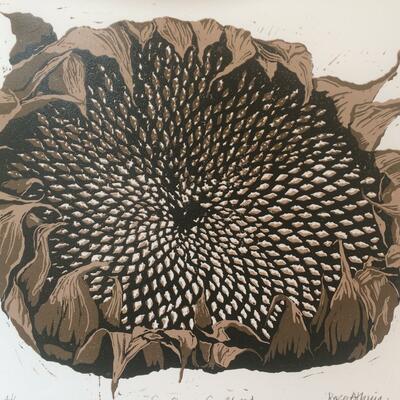 Sunflower seed head; a linocut print