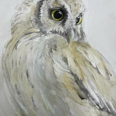 Screech Owl - watercolour, pencil and gouache 