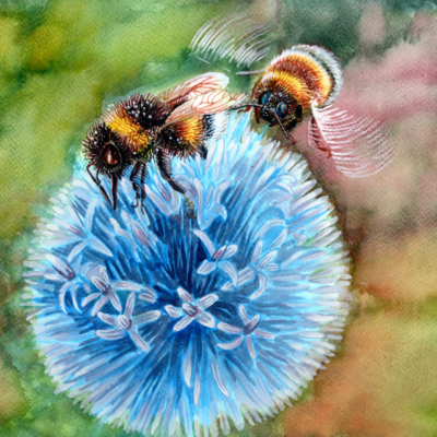Bumble Bees on Globe Thistle, Watercolours