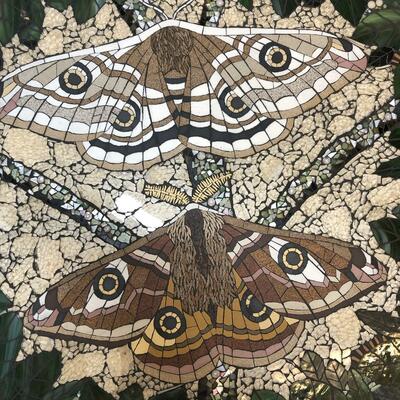 Detail of Emperor moth commission  