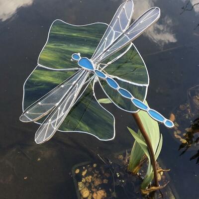 Dragonfly on waterlily leaf