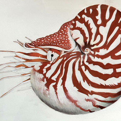 Nautilus – gouache, Candida Rogers