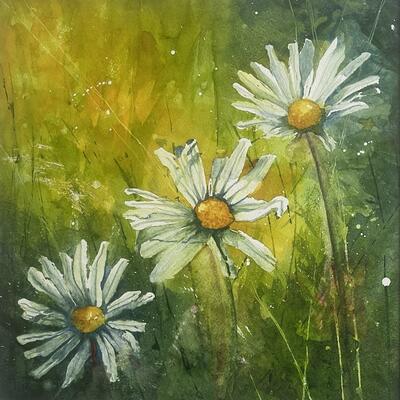 Oxeye Daisies Watercolour on Bockingford NOT Cold pressed paper 32cm x 32 cm 