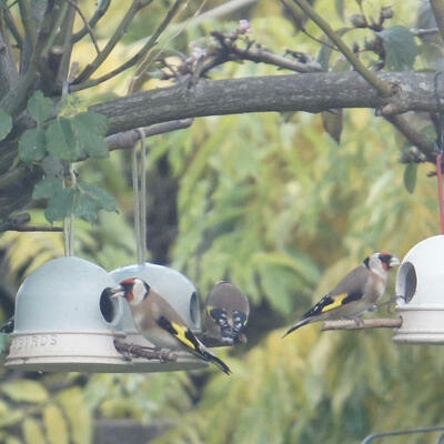 Goldfinches on the bird feeders 
