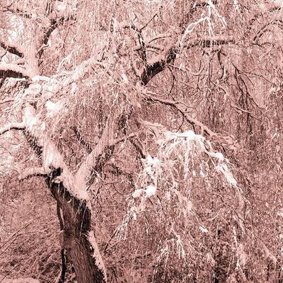 Red and white toned etching like photographic image of a tree in snow