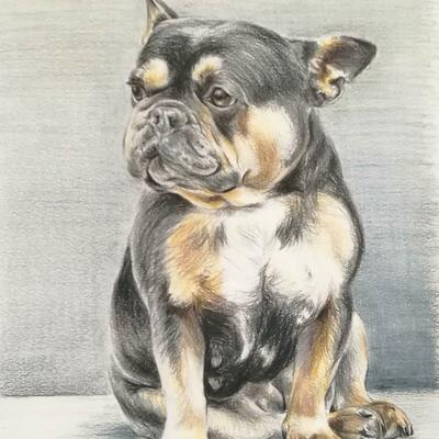 Portrait in Pencil of a French bulldog by Rebecca Rason Flor Ferreira