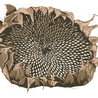 Sunflower Seed Head. A lino-cut, showing the 'fibonacci structure' of the seeds, contrasting with the dry outer remains of leaves.