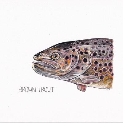 Brown Trout - Pen & Ink Illustration by Steph Hicks