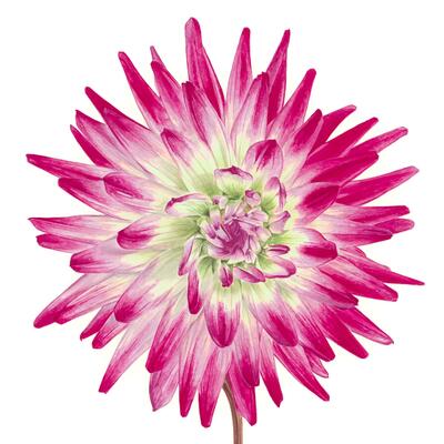 Dahlia ‘Hayley Jane’ 31 x 41cm watercolour. Sold. Limited edition Giclee prints prints available from £45
