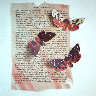 Garden Tiger moths Collage Watercolour Barb Creed