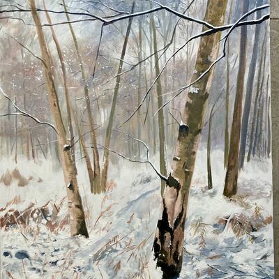 Silver Birches, winter walk. 