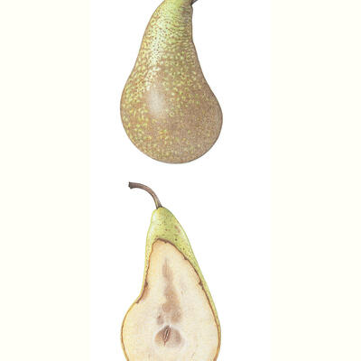 Conference pear/botanical art