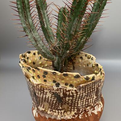 Earthenware: hand-built with slips and gold lustre. Height 14 cms. Cactus not included. £250 