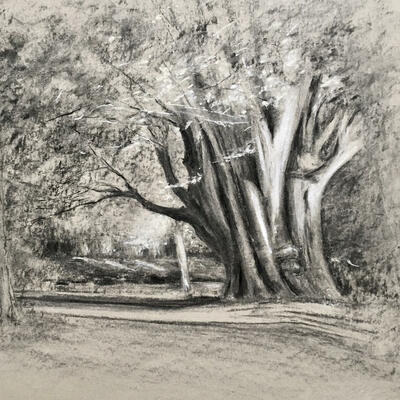 Caucasian Elm, Christchurch Meadow, Oxford