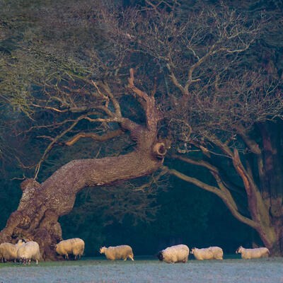 Blenheim Estate sheep tree 
