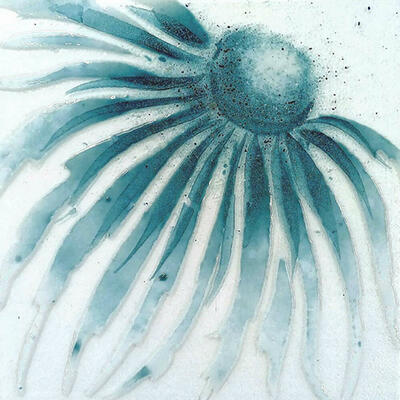 Aquamarine echinacea 20cm x 20cm