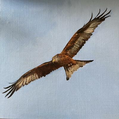 Red Kite. Oil on canvas board 30x30 cms
