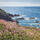Sea Pinks, coastal reduction linocut by Alexandra Buckle