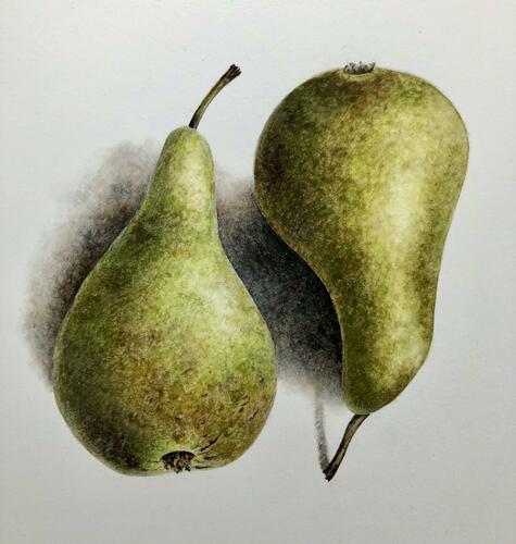 Watercolour pears