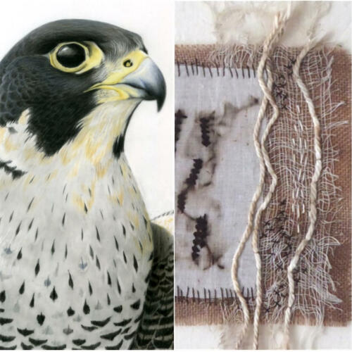 Detail of  Peregrine drawing & stiched textile.