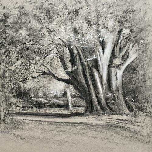 Charcoal and chalk drawing of the old Caucasian Elm Tree, Christchurch Meadow, Oxford
