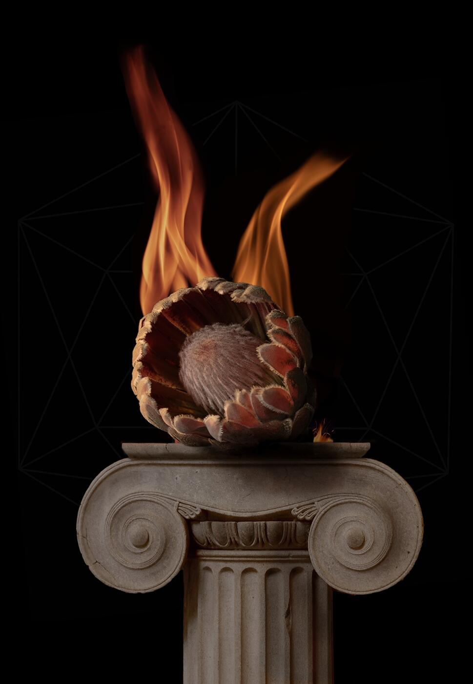 protea_flower_and_ionic_column_
