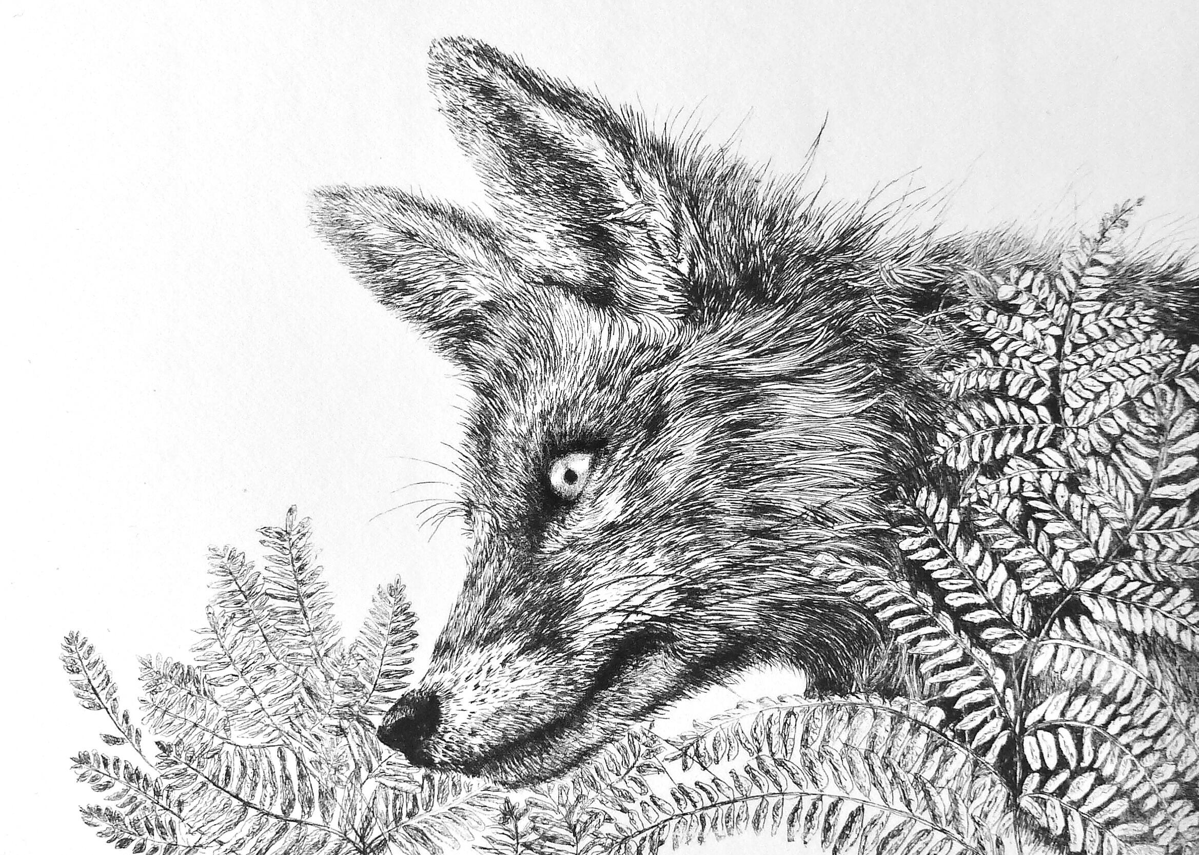 Sue Side OAS: Fern Fox, drypoint etching