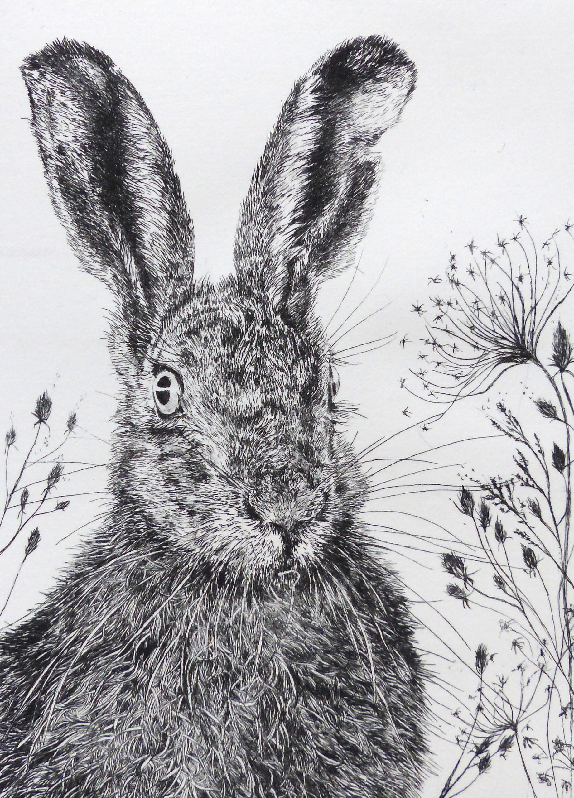 Sue Side OAS: Hedgerow Hare, drypoint etching