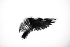 Kath Fotheringham: as the crow flies