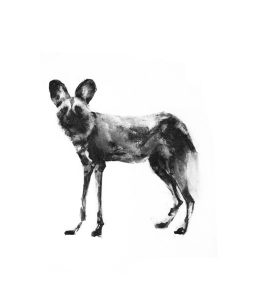 Kath Fotheringham: Wild dog gaze