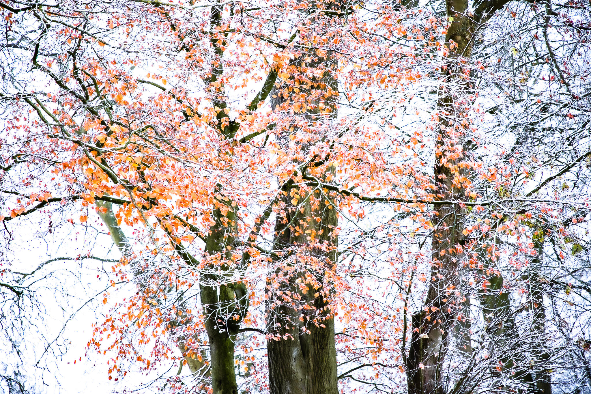 Jane Stillwell: Natural Rhythm