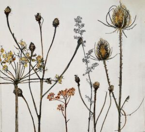 Judith Yarrow: Winter seedbeds