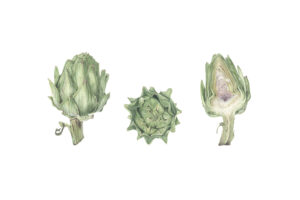 Victoria Bolduc: Artichoke study