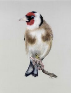 Vivien Willacy: Goldfinch