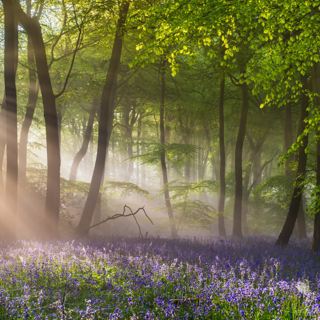 The rising sun casts magnificent sunbeams into this bluebell beech woodland located in The Chilterns, Oxfordshire, creating a magnificent springtime scene.
