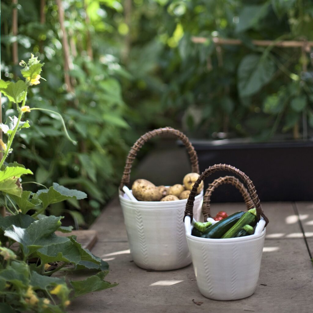 Ceramic veg buckets with akebia vine handles in our hydroponic greenhouse