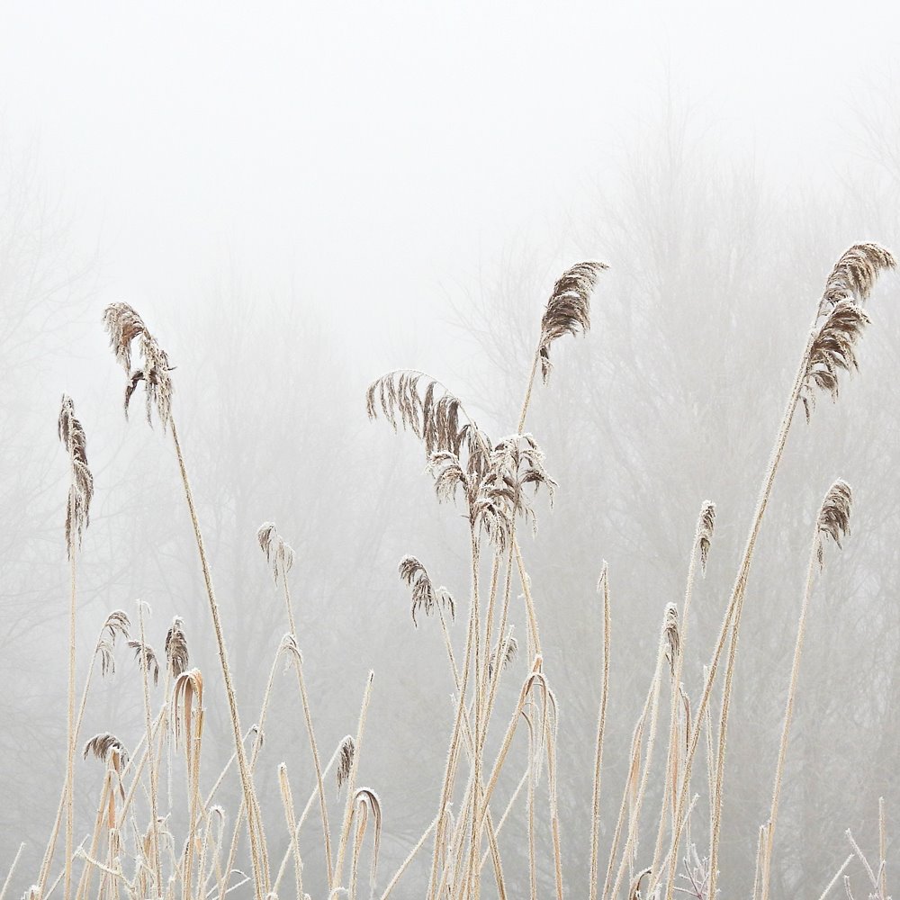 Grasses - January